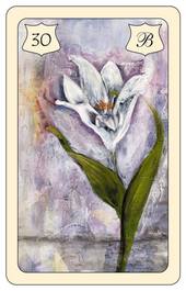 Lenormand Karte 30: Lilie